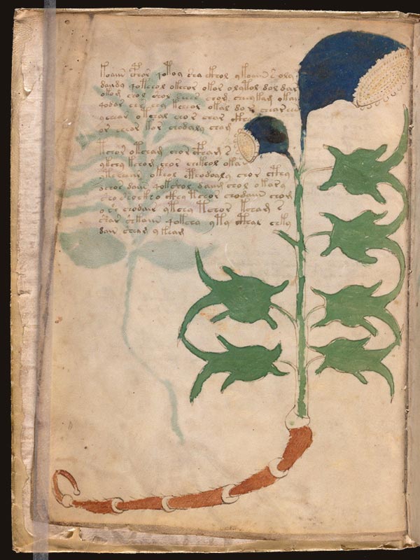 Delphinium-(f3v) Delphinium-(f3v)