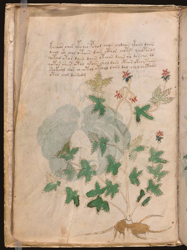 Harmal-(Peganum-harmala)-(f5v) Harmal-(Peganum-harmala)-(f5v)