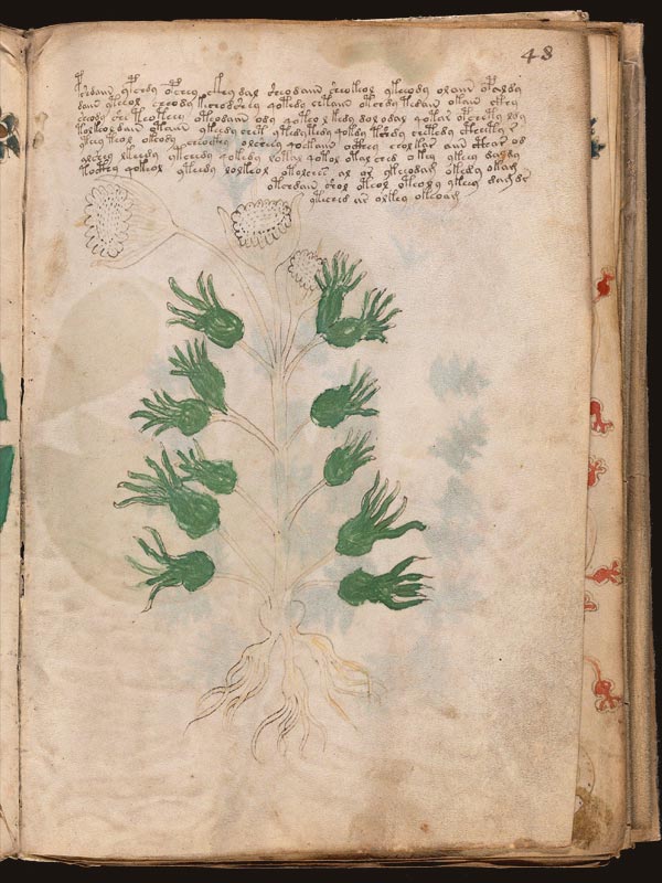 Ruda-(Ruta)-(f48r) Ruda-(Ruta)-(f48r)